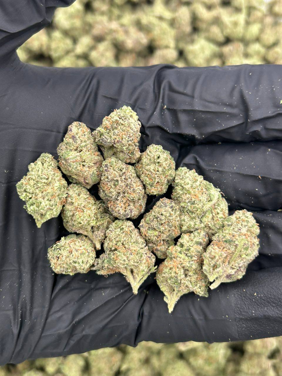 Zour Gelato 🍬 